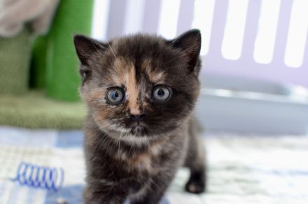 BKH Kitten mit Stammbaum