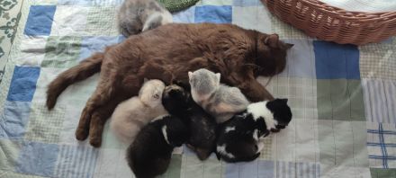 BKH Kitten mit Stammbaum