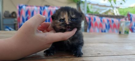 BKH Kitten mit Stammbaum