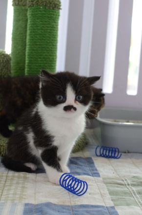 BKH Kitten mit Stammbaum