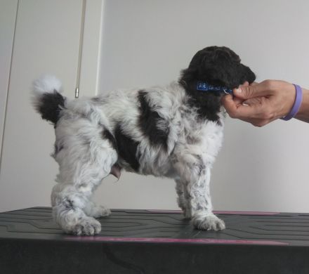 Lagotto Romagnolo Welpe Magnum (Rüde) mit Pedigree ENCI