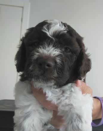 Lagotto Romagnolo Welpe Magnum (Rüde) mit Pedigree ENCI