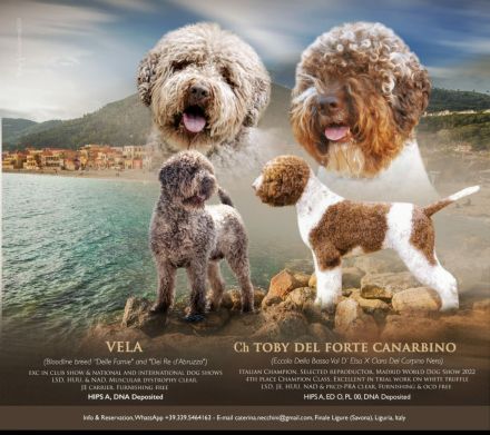 Lagotto Romagnolo Welpe Magnum (Rüde) mit Pedigree ENCI