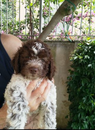 Lagotto Romagnolo Welpe Magnum (Rüde) mit Pedigree ENCI