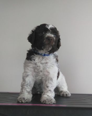Lagotto Romagnolo Welpe Magnum (Rüde) mit Pedigree ENCI
