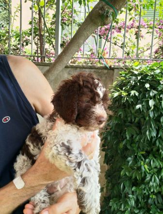 Lagotto Romagnolo Welpe Magnum (Rüde) mit Pedigree ENCI