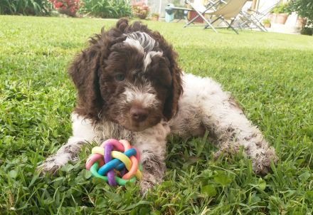 Lagotto Romagnolo Welpe Magnum (Rüde) mit Pedigree ENCI