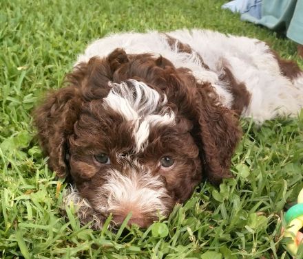 Lagotto Romagnolo Welpe Magnum (Rüde) mit Pedigree ENCI