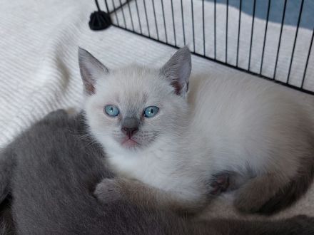 TRAUMHAFTE BKH KITTEN