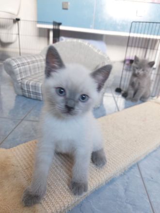 TRAUMHAFTE BKH KITTEN