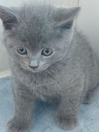 TRAUMHAFTE BKH KITTEN