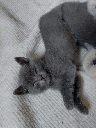 TRAUMHAFTE BKH KITTEN