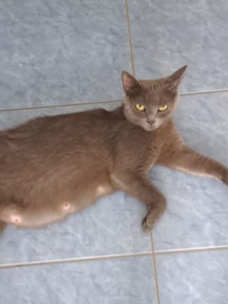 TRAUMHAFTE BKH KITTEN