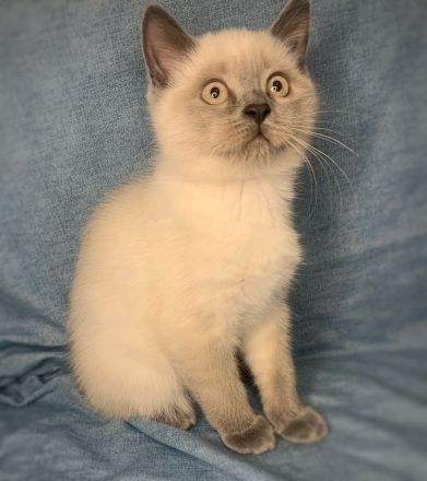 BKH Bluepoint Kätzchen