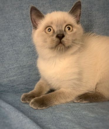 BKH Bluepoint Kätzchen