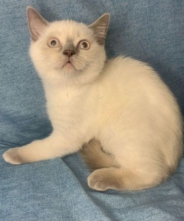 BKH Bluepoint Kätzchen