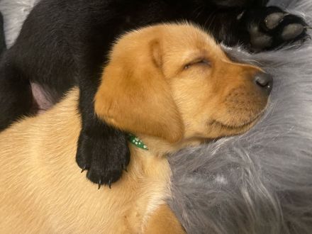 Labrador Welpen foxred und schwarz