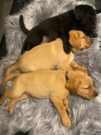 Labrador Welpen foxred und schwarz