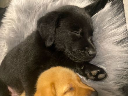 Labrador Welpen foxred und schwarz