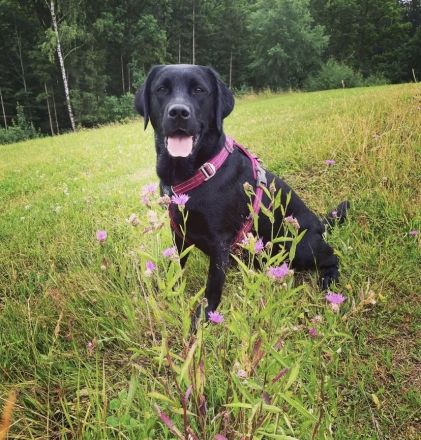 Labrador Welpen foxred und schwarz