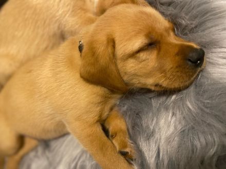 Labrador Welpen foxred und schwarz
