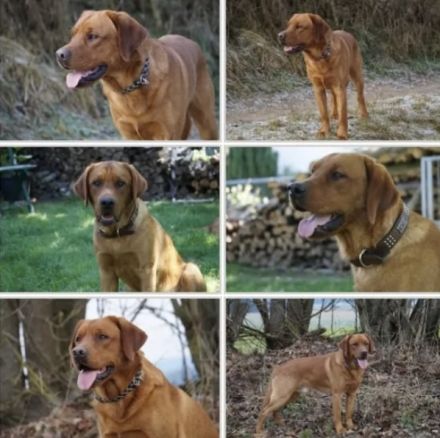 Labrador Welpen foxred und schwarz