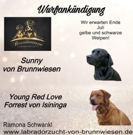 Labrador Welpen foxred und schwarz