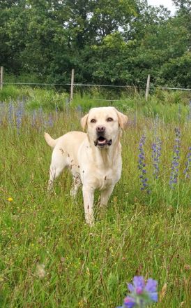 *Wunderschöner Deckrüde, FCI-IMPORT, braunträger*