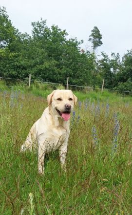 *Wunderschöner Deckrüde, FCI-IMPORT, braunträger*