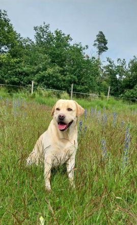 *Wunderschöner Deckrüde, FCI-IMPORT, braunträger*