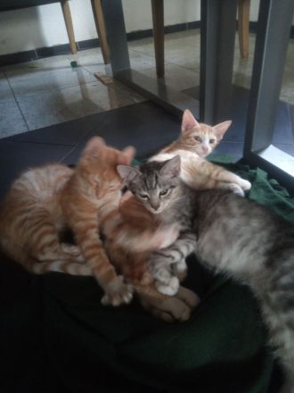 Kleine Kater zu verkaufen