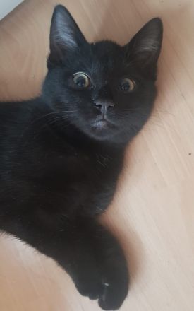 Süße Katzen Babys suchen neues Zu Hause‼️