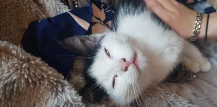 Süße Katzen Babys suchen neues Zu Hause‼️