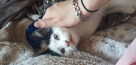 Süße Katzen Babys suchen neues Zu Hause‼️