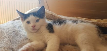 Süße Katzen Babys suchen neues Zu Hause‼️