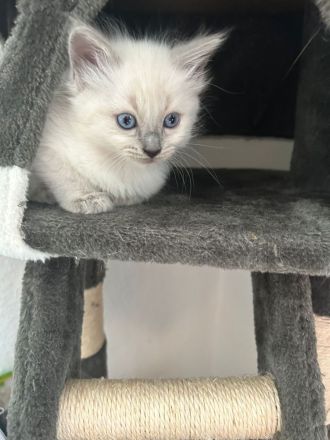Ragdoll kitten
