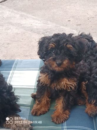 Schöne Mischlingswelben, kleine Rasse