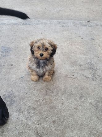 Schöne Mischlingswelben, kleine Rasse