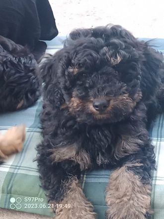 Schöne Mischlingswelben, kleine Rasse