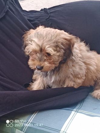 Schöne Mischlingswelben, kleine Rasse