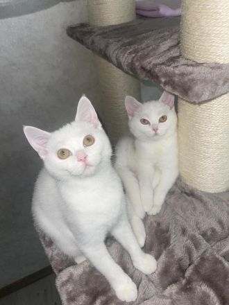 BKH Kitten ab sofort