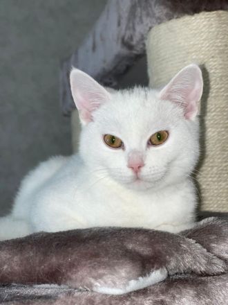 BKH Kitten ab sofort