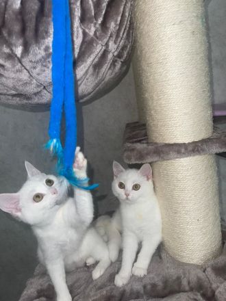 BKH Kitten ab sofort