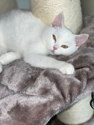 BKH Kitten ab sofort