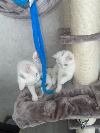 BKH Kitten ab sofort