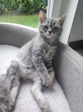 Reinrassige Bkh kitten