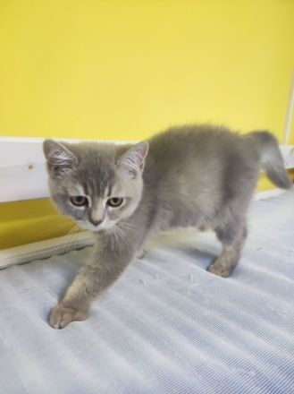 Reinrassige Bkh kitten