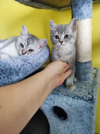 Reinrassige Bkh kitten