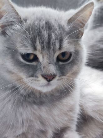 Reinrassige Bkh kitten