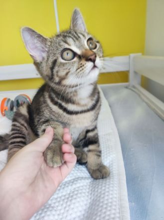 Reinrassige Bkh kitten